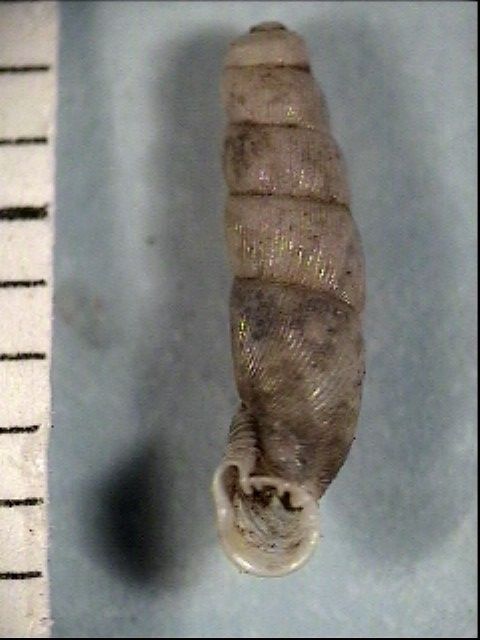 Bofilliella subarcuata (Bofill 1897)